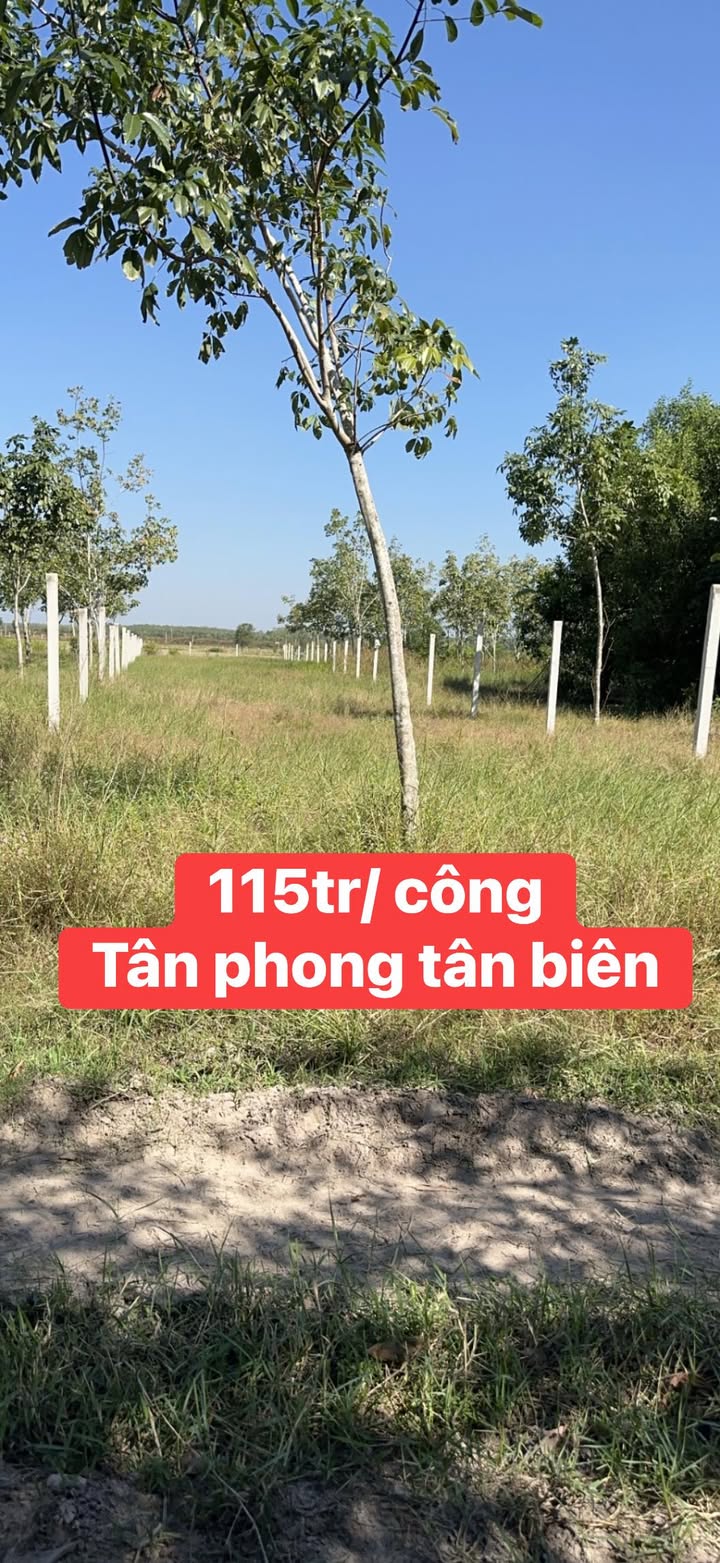 Đất nền Tân Phong, Tân Biên 1000m² giá chỉ 115 triệu - Cơ hội đầu tư hấp dẫn!