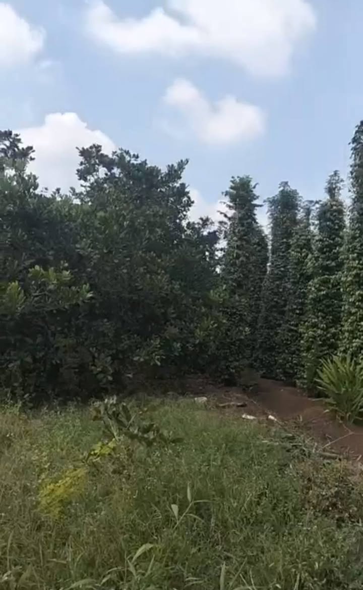 Đất nền xã Bầu Lâm, Xuyên Mộc 3600m² chỉ 520 triệu - Đầu tư sinh lời ngay!