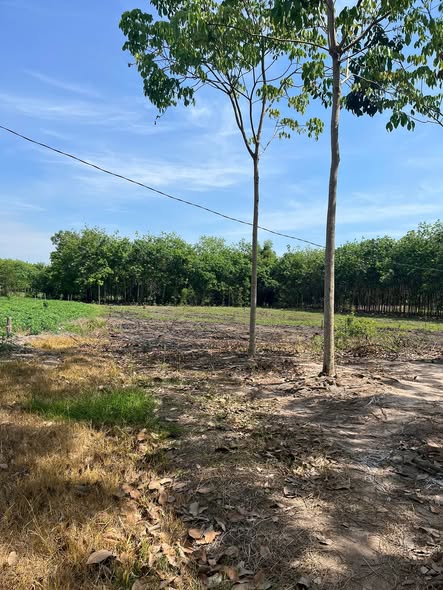 Đất nền 5000m² tại ấp Thạnh Quới, Tây Ninh - Giá chỉ 750 triệu