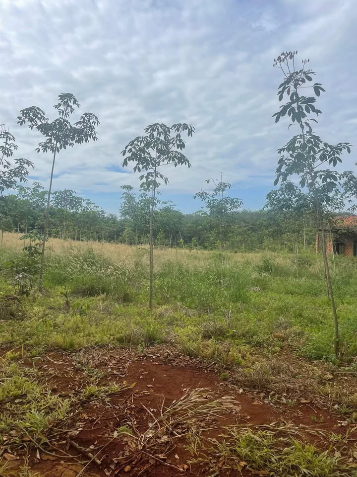 Đất nông nghiệp 1ha tại Long Hưng, Phú Riềng chỉ 1.05 tỷ - Cơ hội đầu tư hấp dẫn!