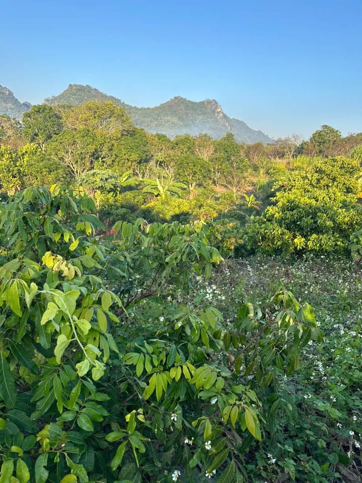 Đất Farm 1ha Chiềng Ngần Sơn La giá 1 tỷ - Sẵn sàng đầu tư ngay!