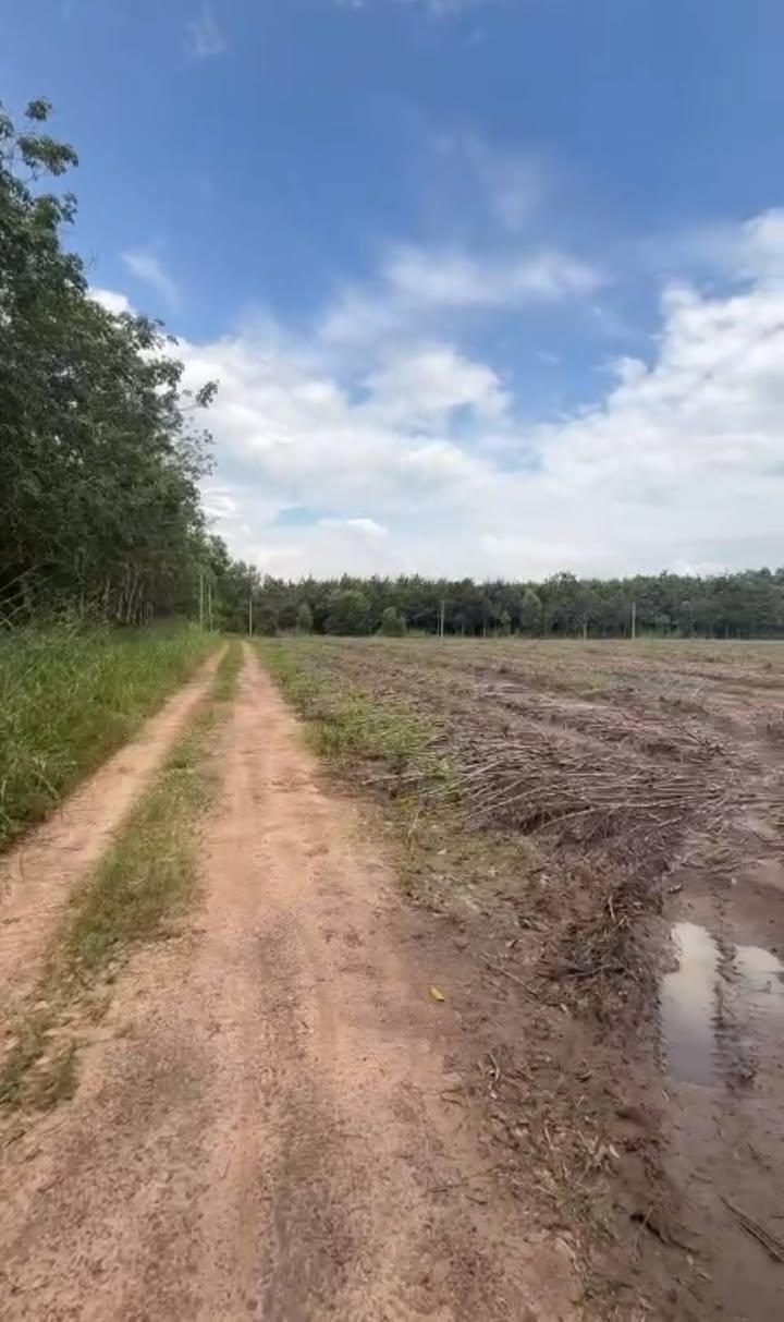 Đất rẫy 5 công tại Tân Hội, Tân Châu - Cho thuê giá tốt, phù hợp trồng mì, mía!