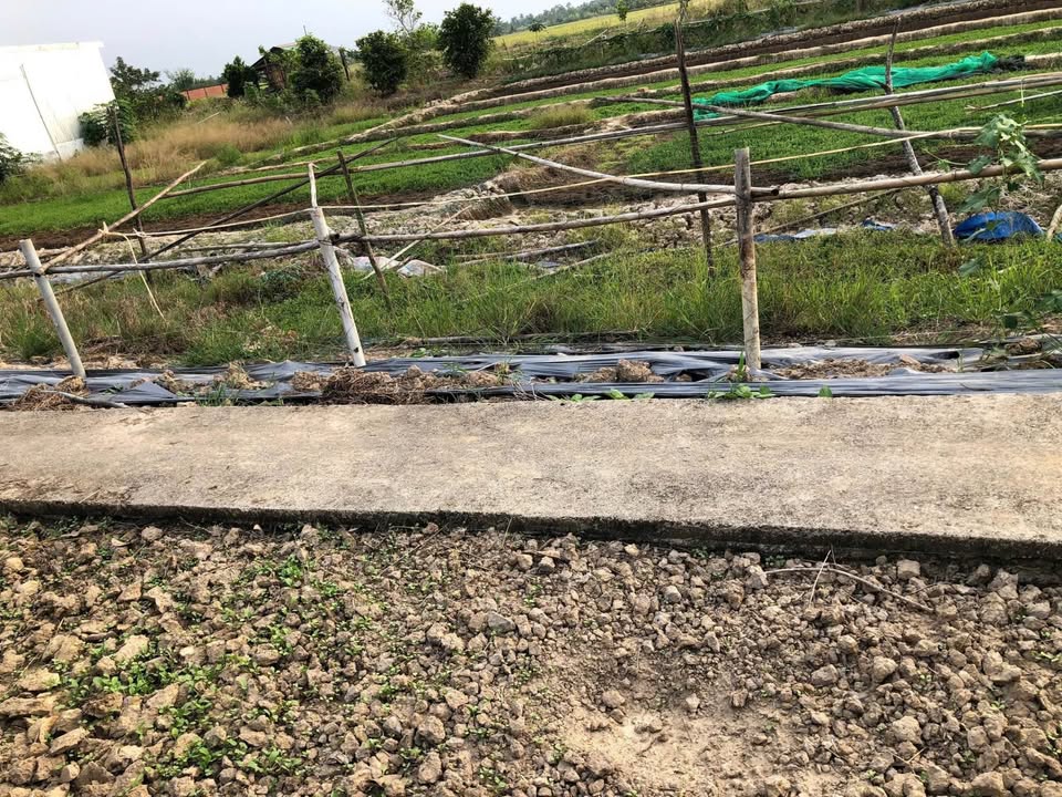 Đất nền Cà Mau 1728m² giá thỏa thuận - Vị trí đẹp gần trung tâm