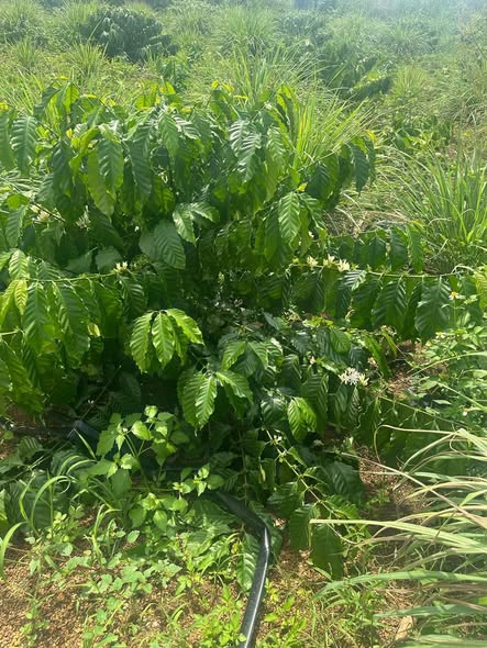 Đất nông nghiệp Ea Nuôl 2520m² giá chỉ 1.9 tỷ - Tiềm năng thu hoạch lớn!