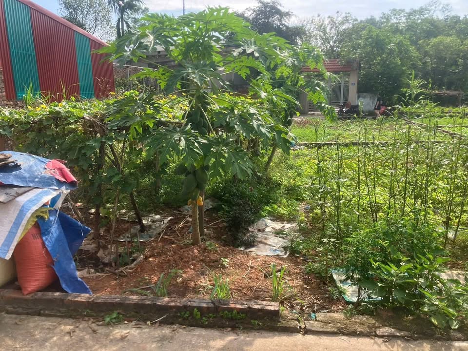 Đất nền thổ cư 115m² tại Minh Trí, Sóc Sơn - Giá chỉ 2 tỷ, cơ hội đầu tư hấp dẫn!