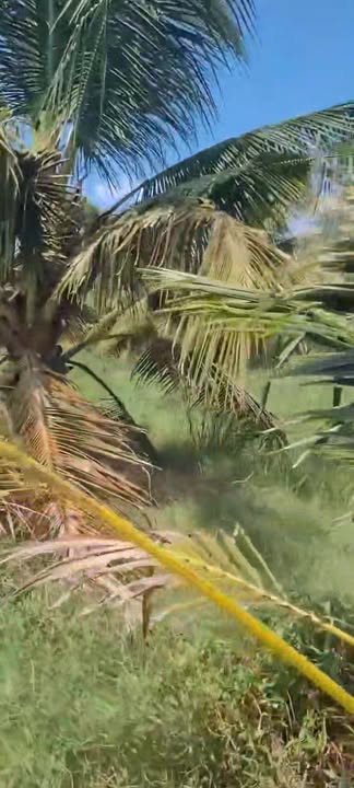 Đất nền 5769m² tại Định Trung, Bình Đại - Giá chỉ 210 triệu, vị trí lý tưởng cho nghỉ dưỡng!