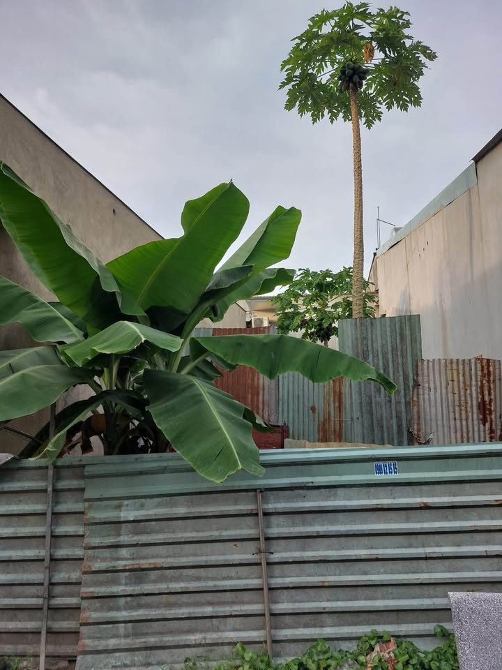 Đất thổ cư Trảng Dài 80m² giá 590 triệu - Sổ đỏ chính chủ!