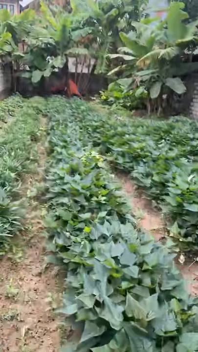 Đất nền TDP Tây, phường Tân Tiến 192m² giá 4 tỷ - Đầu tư sinh lời hấp dẫn!