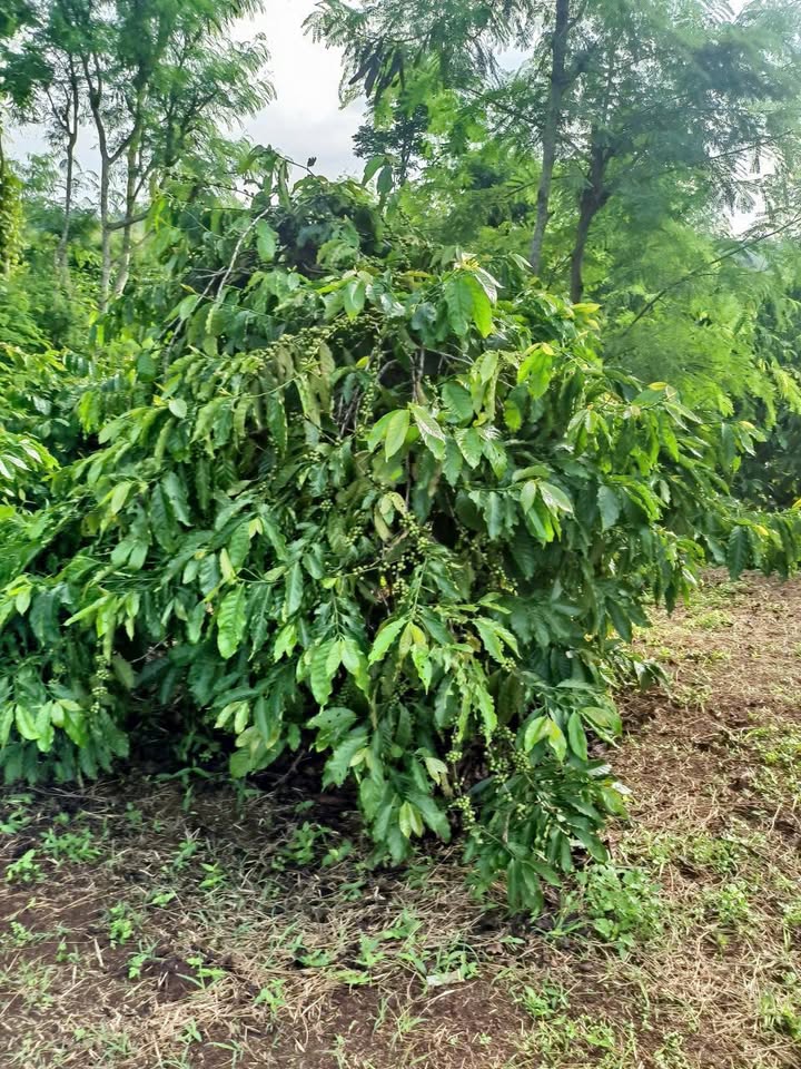 Lô rẫy cà phê kinh doanh tại Ea Siên, Buôn Hồ 13584m² giá 1.128 tỷ - Đầu tư sinh lời ngay!