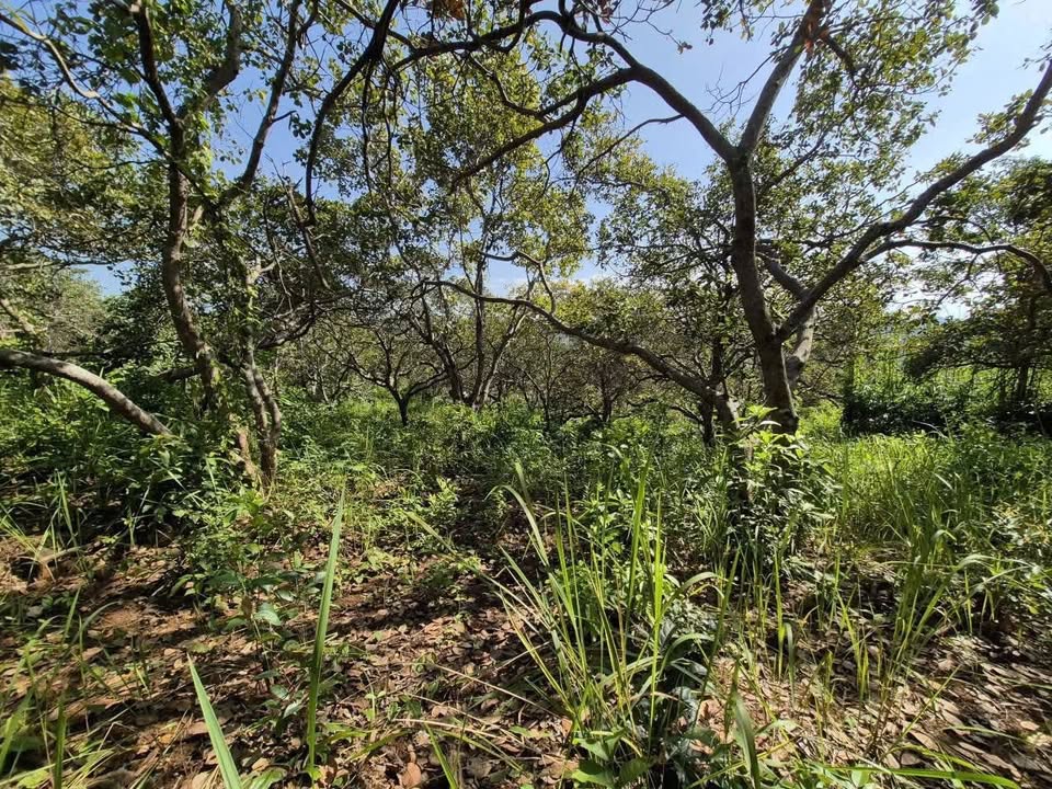 Đất nền xã Thọ Sơn, huyện Bù Đăng 10.000m² chỉ 6 tỷ - Sổ đỏ chính chủ!