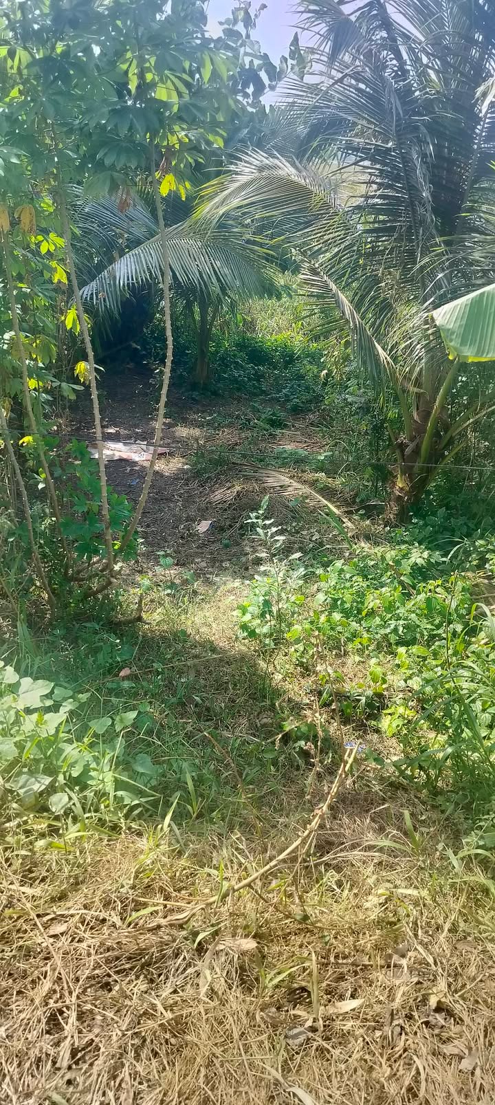 Đất nền xã Mỹ Phú Đông, Thoại Sơn, An Giang 495m² giá 495 triệu - Cơ hội đầu tư lý tưởng!