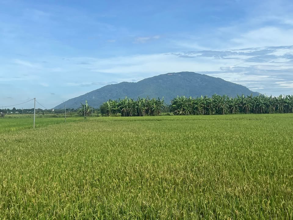 Đất nông nghiệp Long Minh, Xuân Lộc, Đồng Nai 12.440m² - Giá chỉ 1.56 tỷ!