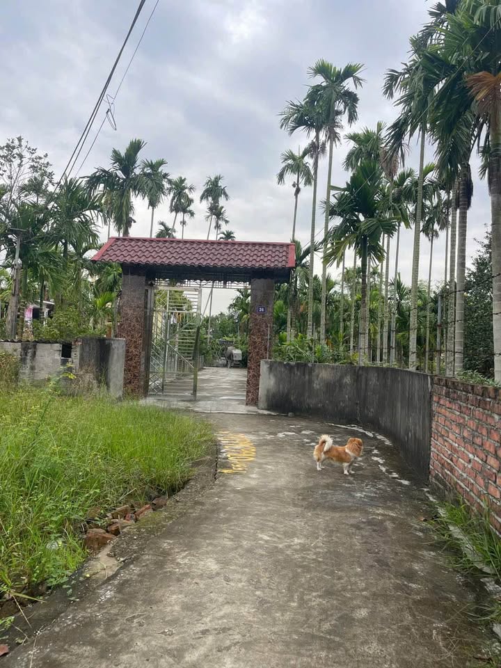 Đất nền An Dương 60,5m² giá 600 triệu - Vị trí đẹp, giao thông thuận lợi!