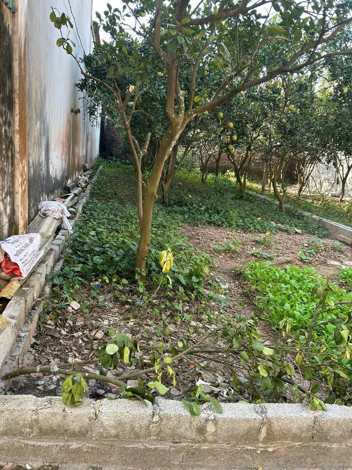 Đất nền Nguyễn Trãi, Thường Tín 134m² giá 5.137 tỷ - Vị trí đắc địa sát Vin!