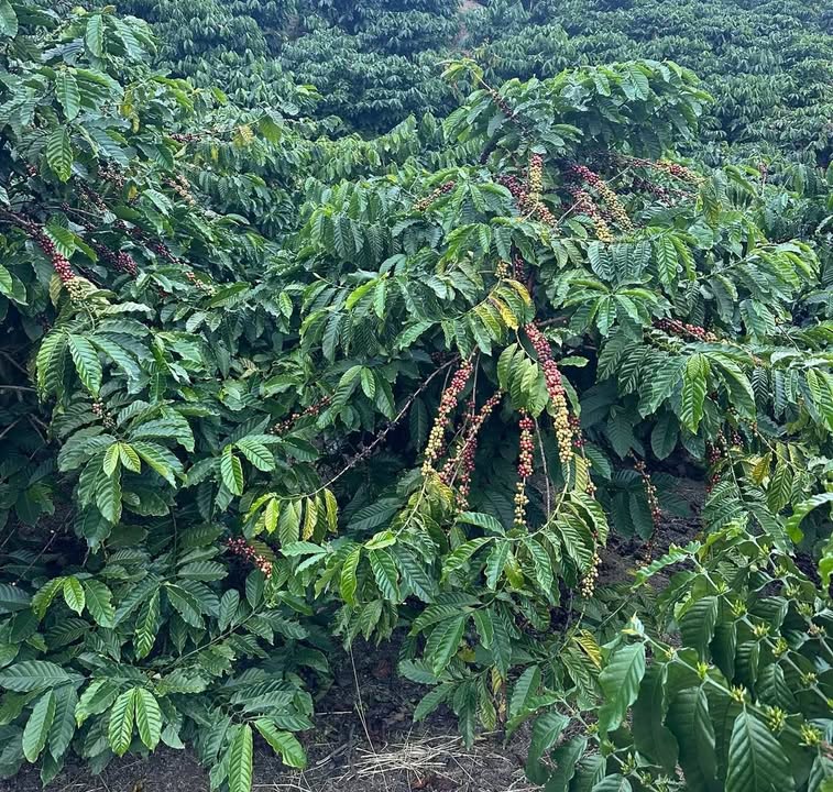 Đất nền Phúc Thọ Lâm Hà 1700m² giá 2.8 tỷ - Cơ hội đầu tư tuyệt vời!