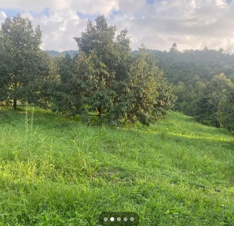 Đất vườn sầu riêng Đạ Huoai 13.320m² giá 1.8 tỷ - Thương lượng cho người thiện chí!