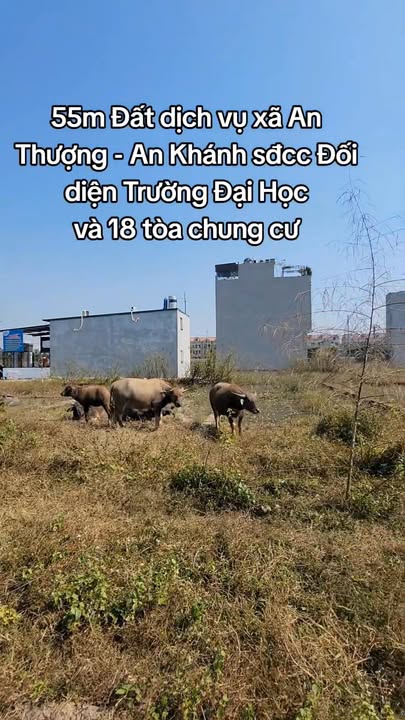 Đất dịch vụ An Thượng 55m² giá 8 tỷ - Đầu tư sinh lời ngay!