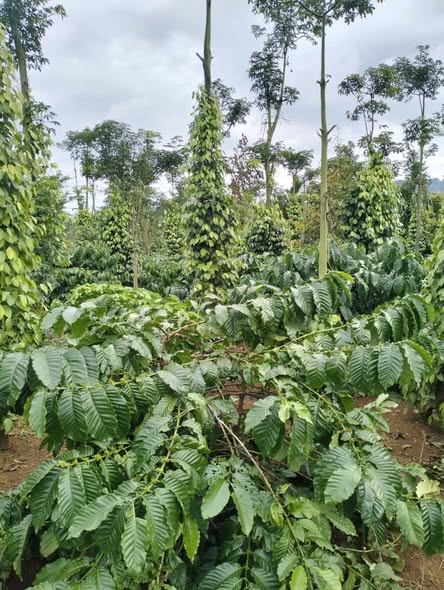 Đất 5.5 sào Ea Tiêu, Cư Kuin - Giá chỉ 1.513 tỷ - Đầu tư sinh lời ngay!