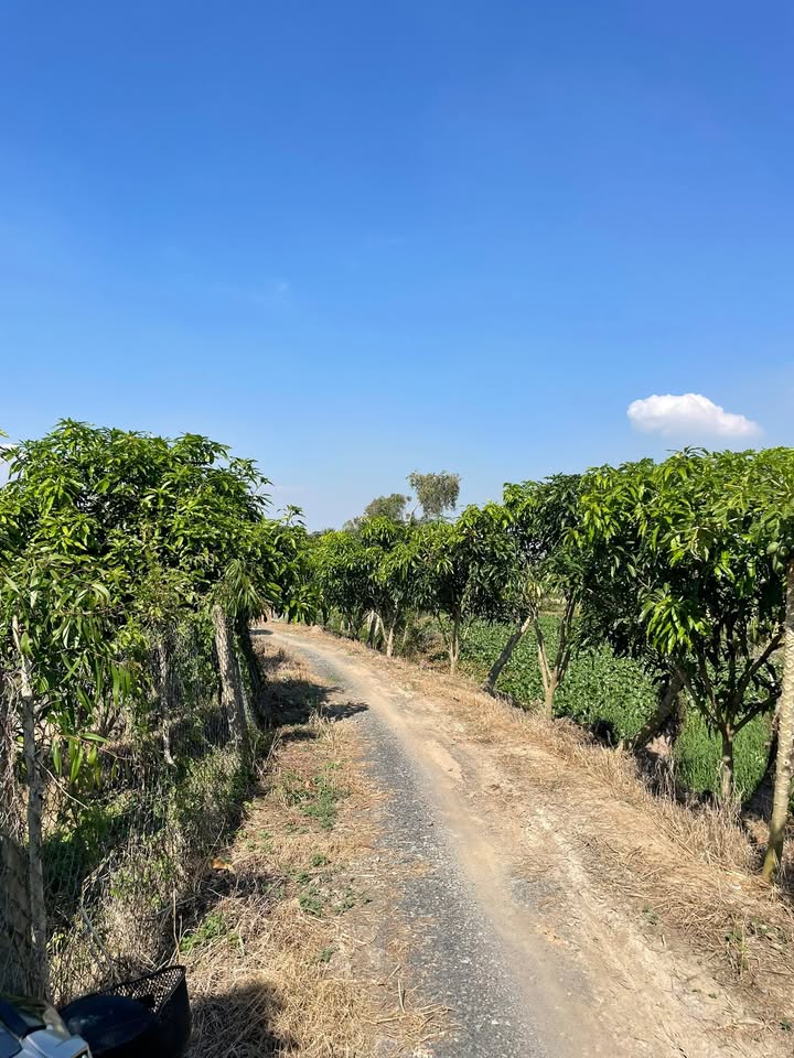 Vườn xoài 13 công tại Đồng Tháp - Mặt tiền lộ đá xanh 101m, giá tốt!