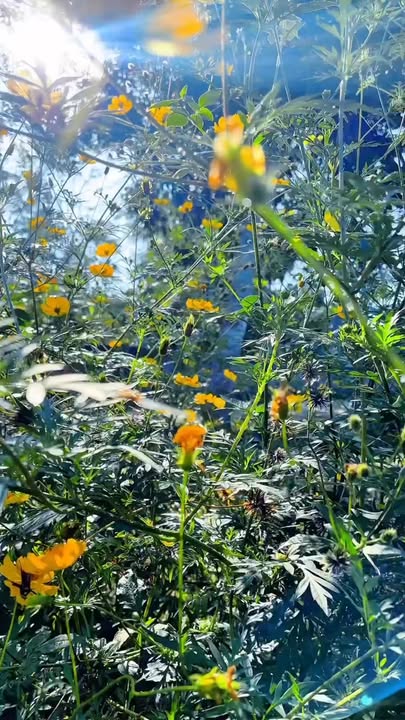 Đất nền Thành Hưng, Thạch Thành 282,6m² - Tiềm năng đầu tư lớn!