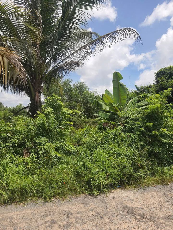 Đất nền Hiệp Thạnh Gò Dầu 120m² giá 850 triệu - Đầu tư sinh lời ngay!