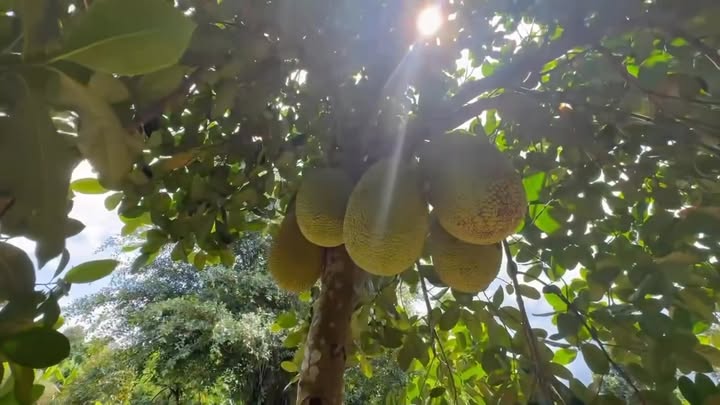 Đất nông nghiệp 10.800m² tại Tân Phú, Đồng Nai - Cơ hội đầu tư sinh lời!