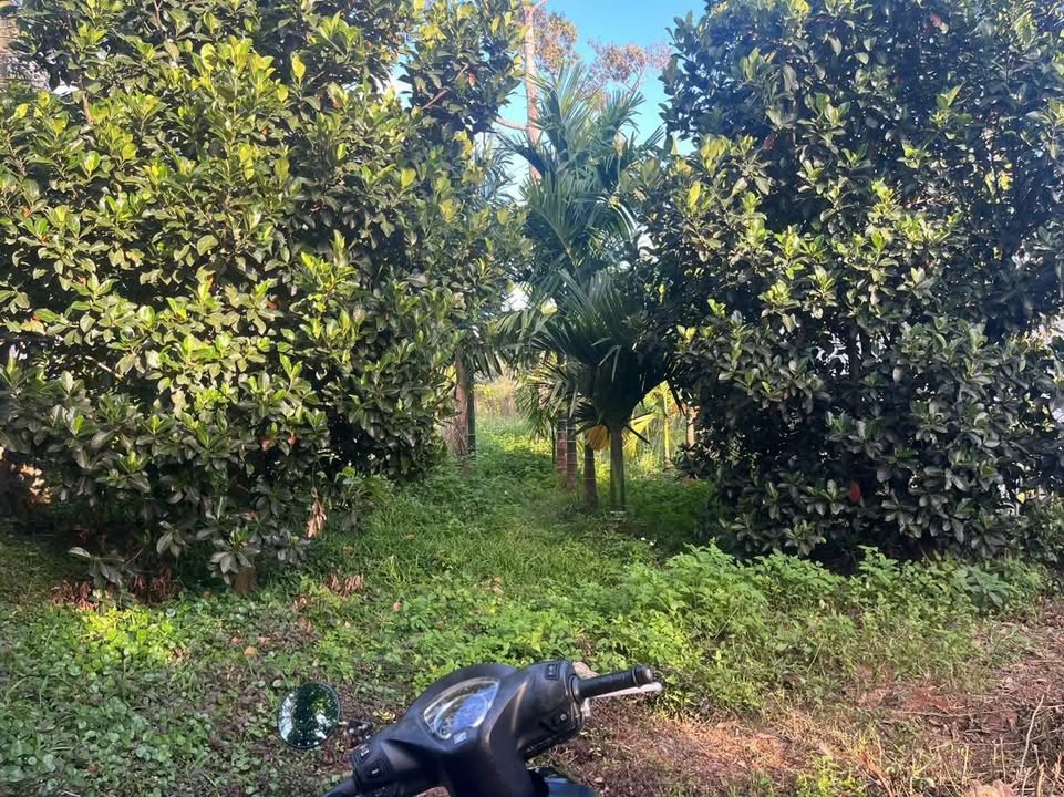 Đất nền Đắk Mil 1500m² giá 1.15 tỷ - Đường Lý Thường Kiệt, cơ hội đầu tư hấp dẫn!