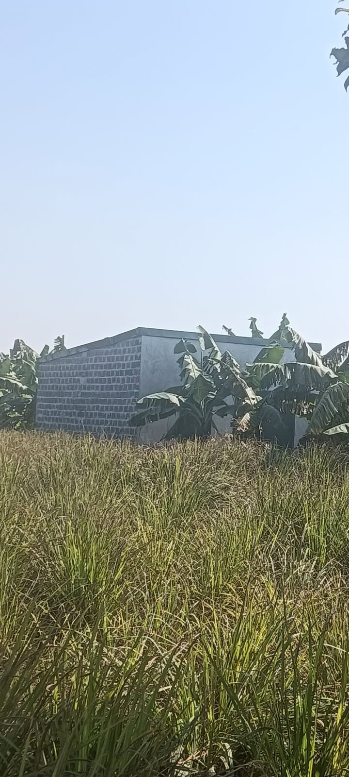 Đất trồng cây hàng năm 150m² tại Đông Yên, Quốc Oai chỉ 1.1 tỷ - Đầu tư sinh lời!