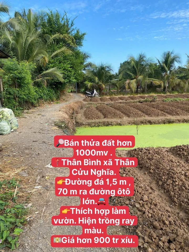 Đất thổ cư Thân Bình, Thân Cửu Nghĩa 1000m² chỉ 900 triệu - Tiềm năng đầu tư tuyệt vời!