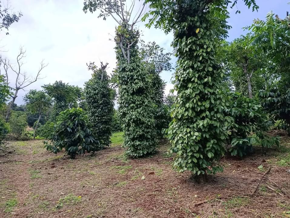 Đất nền Cư Né, Krông Búk 34,560m² giá 2.445 tỷ - Cơ hội đầu tư hấp dẫn!