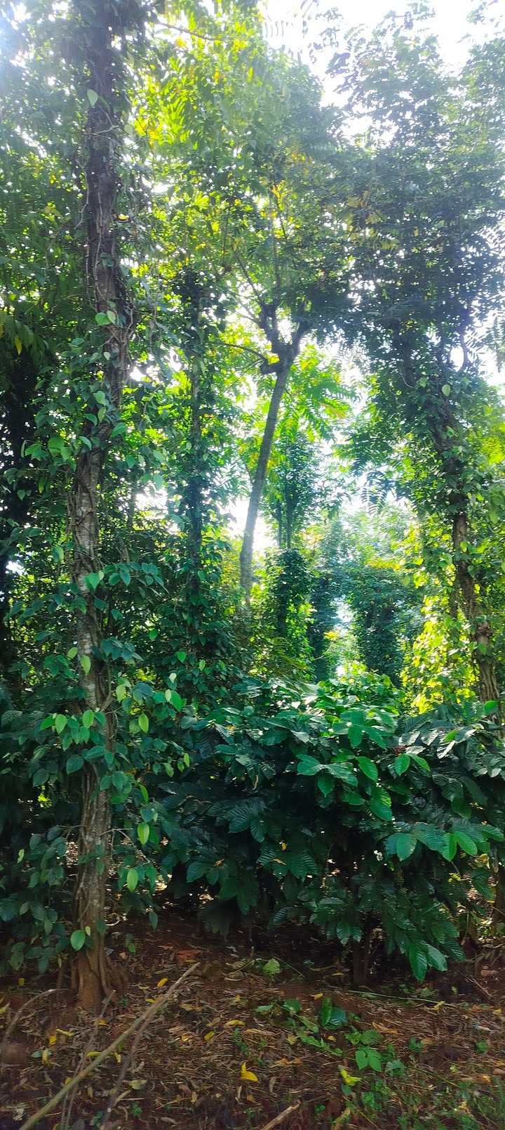 Đất nền 800m² tại thôn 4, xã Ea Kao, giá 1.77 tỷ - Cơ hội đầu tư tốt!