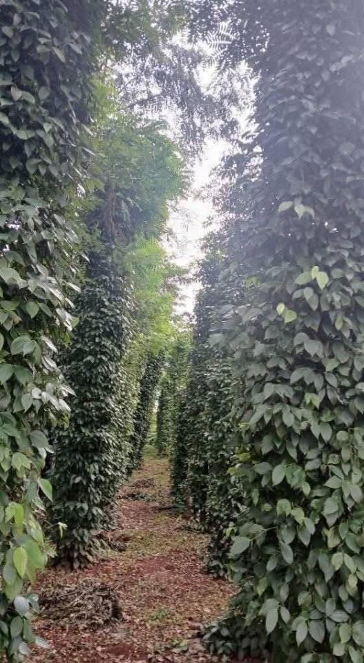 Đất nền 3.300m² tại Thành Nhất, Buôn Ma Thuột - Giá 3.4 tỷ, Cơ hội đầu tư tuyệt vời!