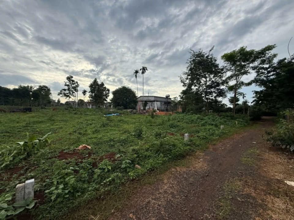 Đất thổ cư 5000m² xã Ea Kiết, huyện Cư M'gar - Giá chỉ 149 triệu, bớt lộc cho khách thiện chí!