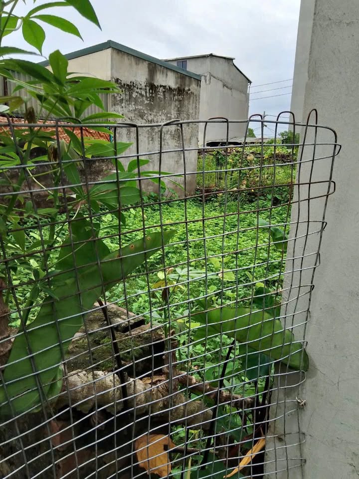 Đất nền Tả Thanh Oai, Thanh Trì 50m² giá 4 tỷ - Cơ hội đầu tư vàng!