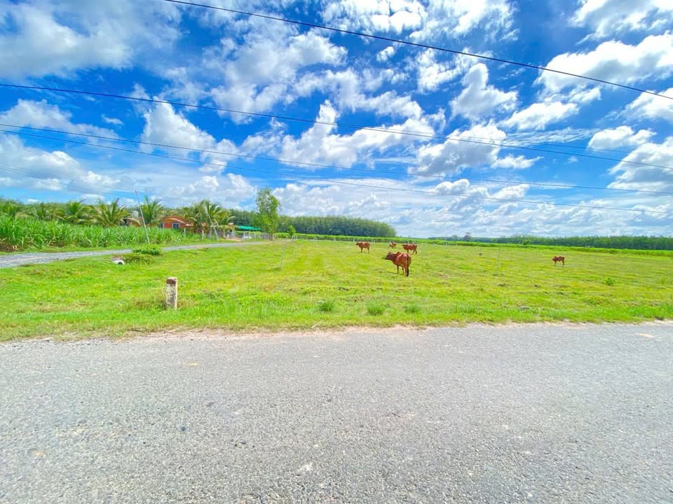 Đất nền Ấp Thạnh Phú, Tân Biên 215m² giá chỉ 200 triệu - Đầu tư sinh lời ngay!