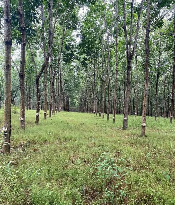 Lô cao su Cam Hiếu, Cam Lộ 14.950m² giá chỉ 800 triệu - Đầu tư sinh lời ngay!