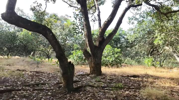 Đất nền Nghĩa Trung, Bù Đăng 20.000m² giá chỉ 2.2 tỷ - Cơ hội đầu tư tuyệt vời!