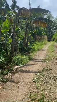 Đất nông nghiệp 1.5ha tại Xuân Tây, Cẩm Mỹ - Giá chỉ 4.2 tỷ, đầu tư sinh lời!