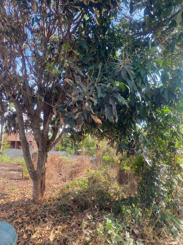 Đất nền đẹp xã Hòa Khánh 297m² giá 1.2 tỷ - Vị trí đắc địa gần chợ và trường học!