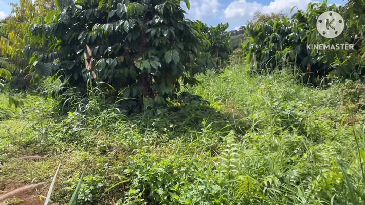 Đất nông nghiệp Đạo Nghĩa 1,4 ha giá 2,7 tỷ - Đầu tư sinh lời ngay!