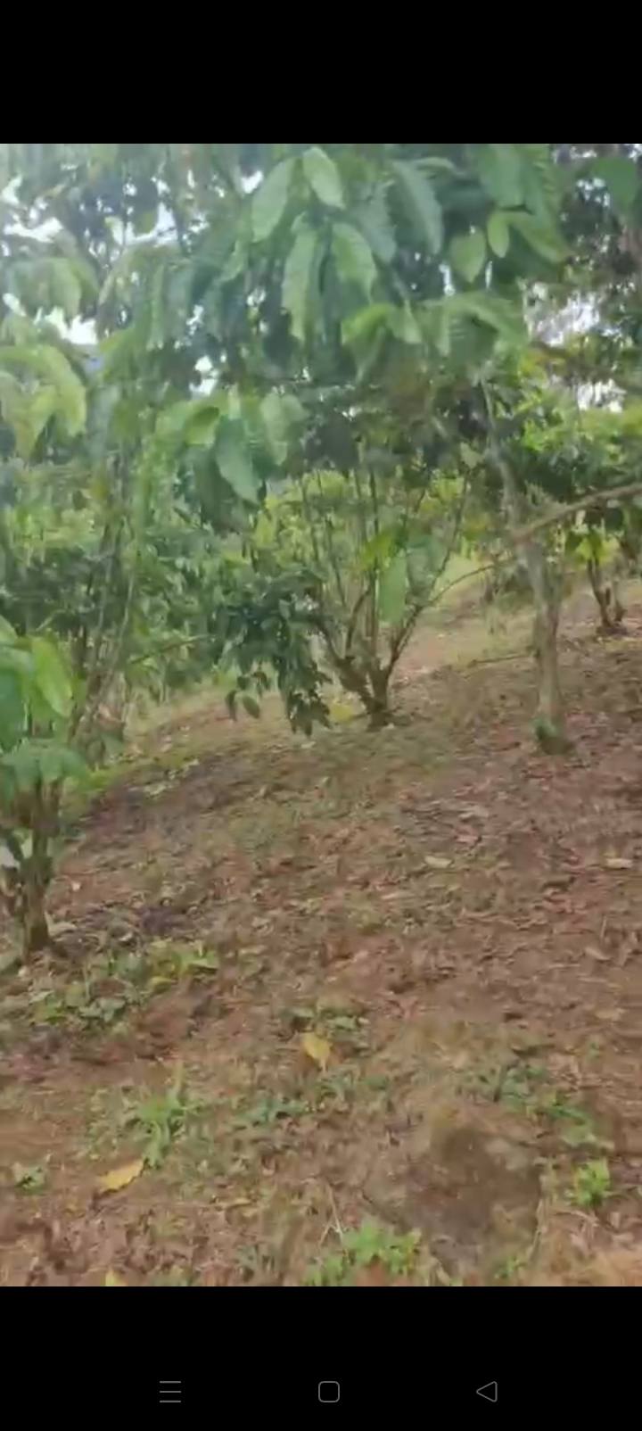 Đất nền chính chủ 4 sào tại Xã Lộc Châu, Bảo Lộc - Giá chỉ 450 triệu