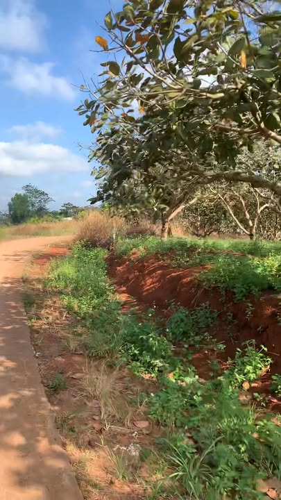 Đất nền Phú Trung 10.000m² giá 1.45 tỷ - Cơ hội đầu tư sinh lời!