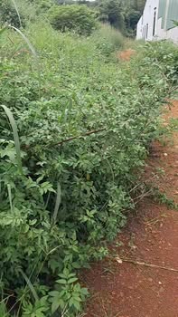 Đất thổ cư 5400m² tại xã Minh Hưng, huyện Bù Đăng - Giá chỉ 2 tỷ!