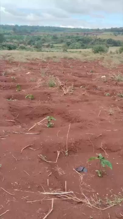 Đất nền 1ha Lơ Pang, Mang Yang - Sổ đỏ chính chủ, giá chỉ 900 triệu!