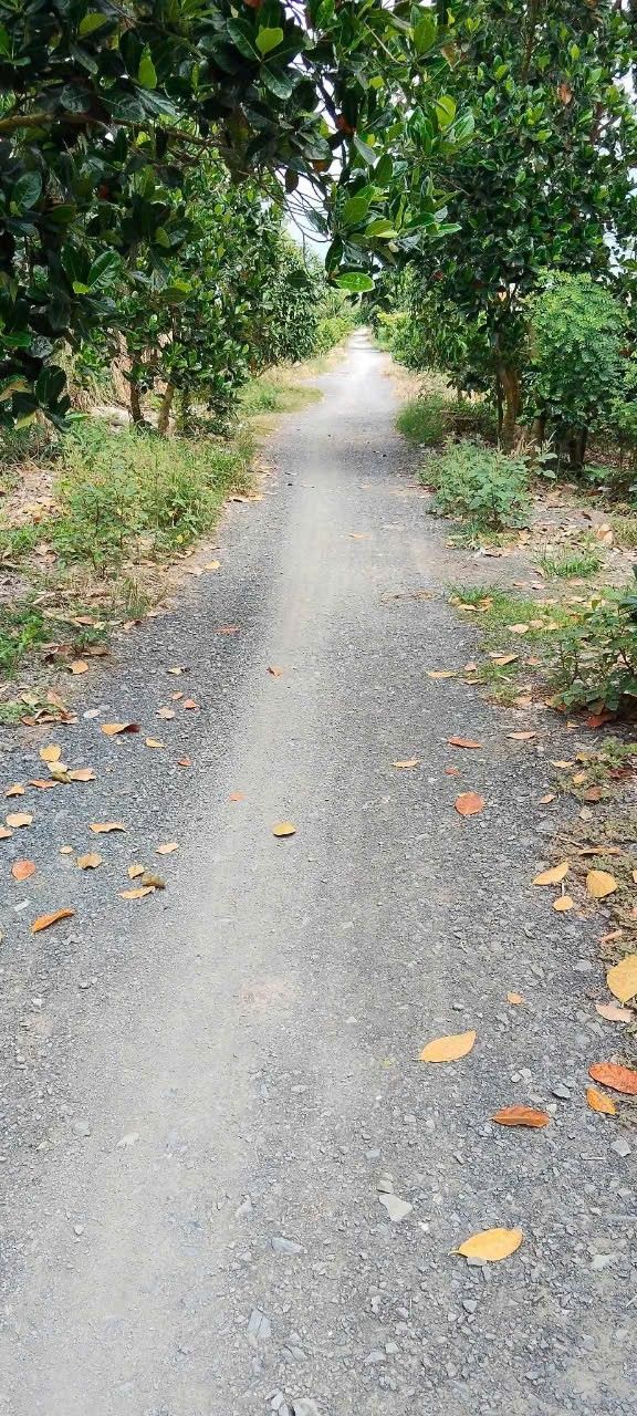 Đất 27 công lúa tại ấp 915, xã Nhơn Ninh, giá 5.67 tỷ - Đầu tư sinh lời ngay!