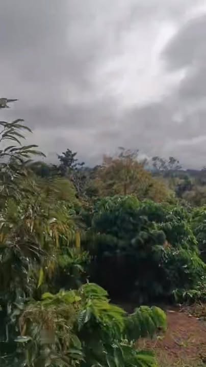 Farm 6.000m² tại Buôn Hồ - Giá chỉ 3 tỷ, Đầu tư sinh lời!