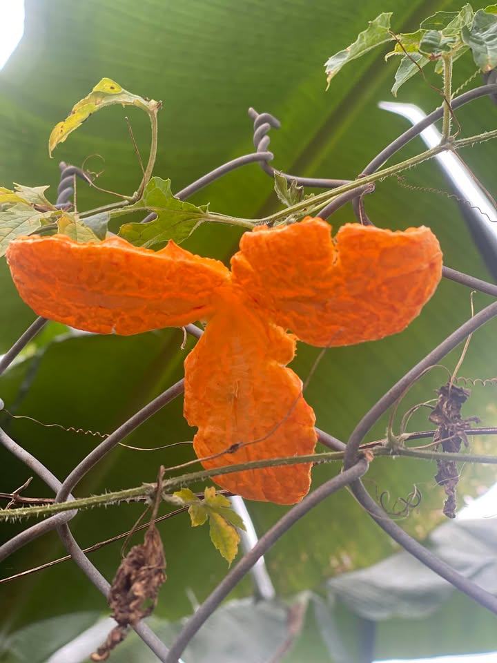 Đất nền Pơng Drang 216m² giá 1.8 tỷ - Đầu tư sinh lời ngay trung tâm!