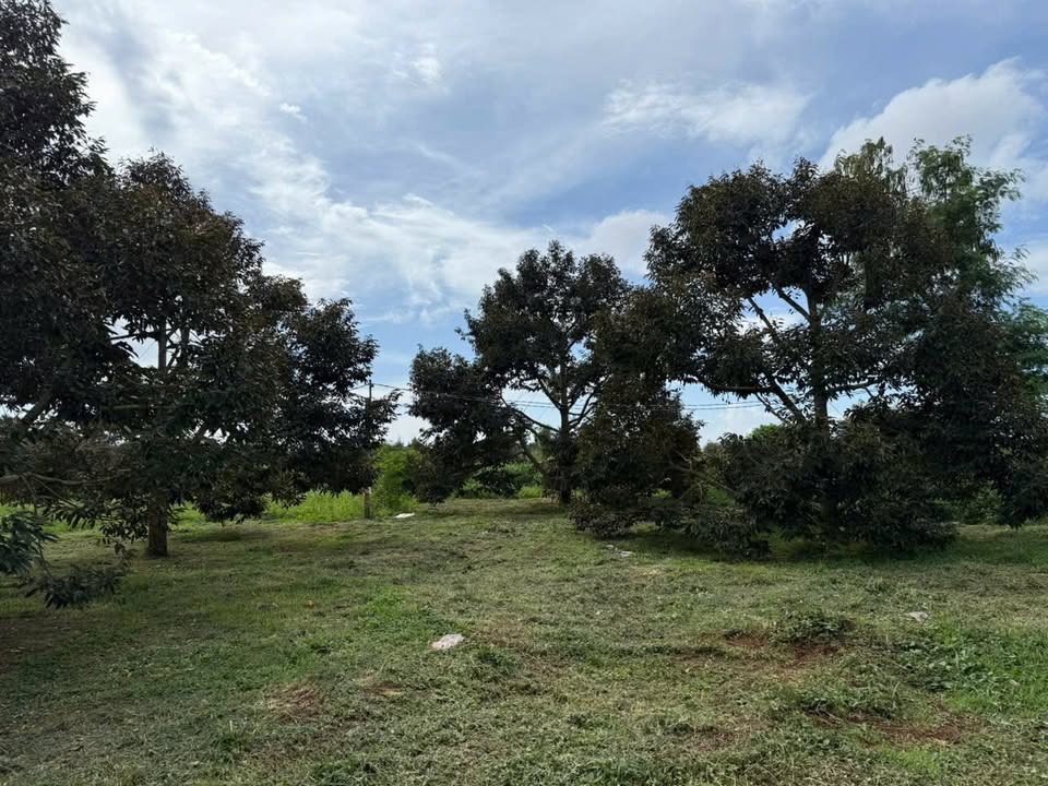 Farm 31680m² tại Buôn Hồ, Đắk Lắk giá 9.8 tỷ - Cơ hội đầu tư tuyệt vời!