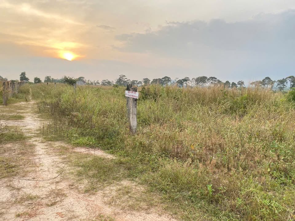 Đất trồng cây lâu năm Tân Hải Lagi 1ha giá 950 triệu - Đầu tư sinh lời ngay!