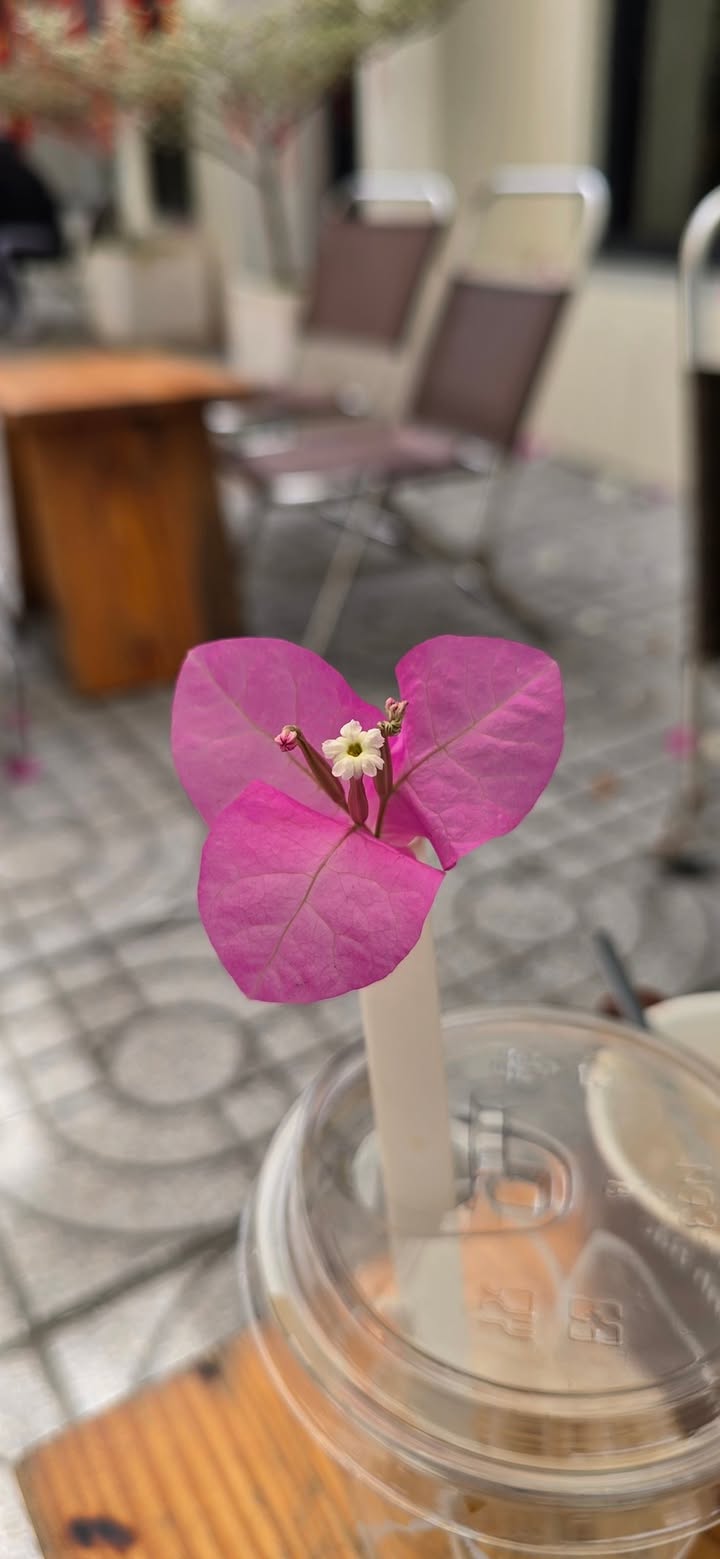 Đất nền lô góc Tân Mỹ Bắc Giang 114m² giá 5.7 tỷ - Vị trí đắc địa gần trường học!